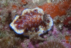 Goniobranchus tennentanus