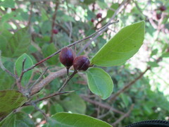 Casearia aculeata