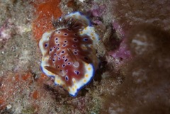 Goniobranchus tennentanus