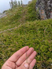Poa glauca