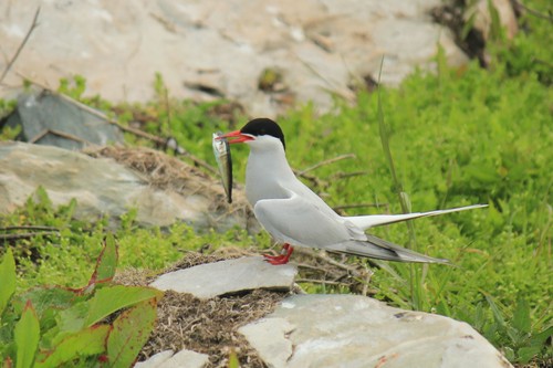 Arctic Tern