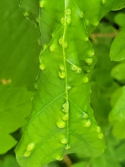 Neuroterus floccosus