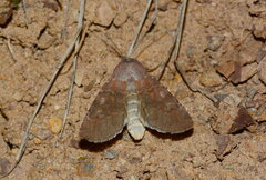 Actebia violetta