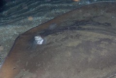 Pateobatis jenkinsii