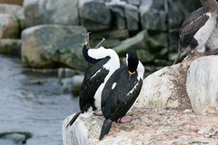Leucocarbo bransfieldensis