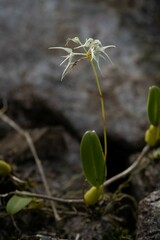 Bulbophyllum kwangtungense