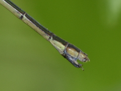Lestes inaequalis
