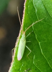 Stenodema trispinosum