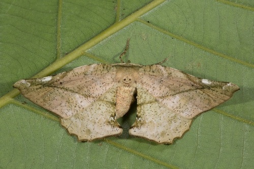Agaraeus