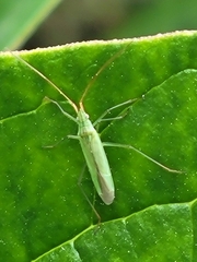 Stenodema trispinosum