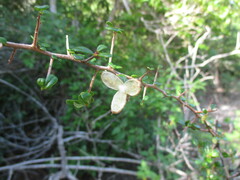 Magnoliopsida
