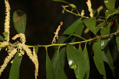 Image of Acacia concurrens by (c) Greg Tasney, some rights reserved (CC BY-SA)