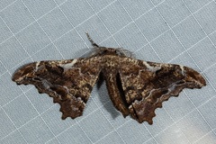 Hyposidra violescens