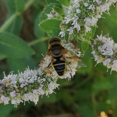 Eristalis pertinax