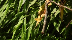Heliophorini