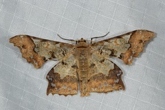 Krananda semihyalina