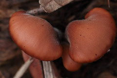 Lentinellus pulvinulus