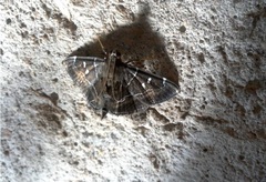 Lamprosema