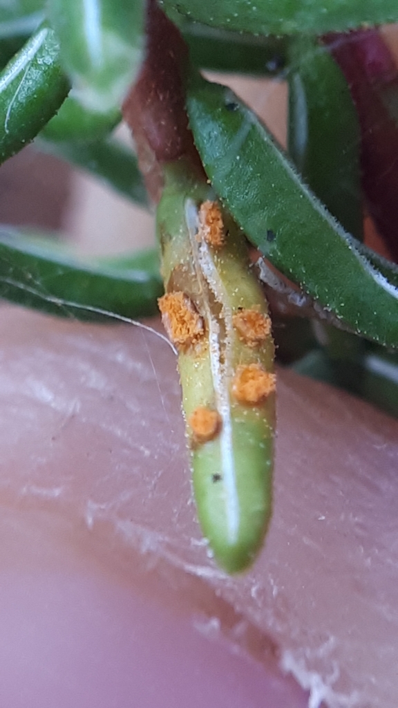 crowberry rust