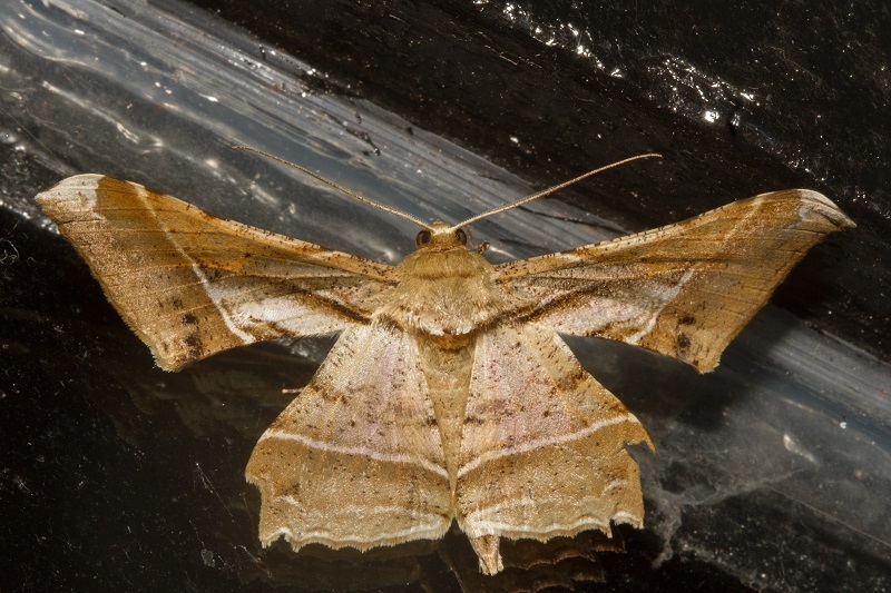 Krananda latimarginaria