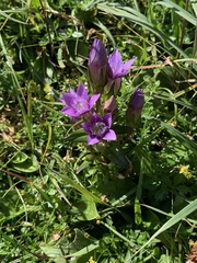 Gentianella germanica