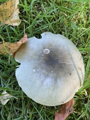 Russula aeruginea