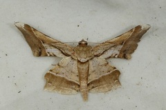 Krananda latimarginaria