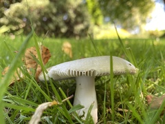 Russula aeruginea