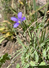 Gentianopsis holopetala