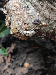 Leptostylus asperatus