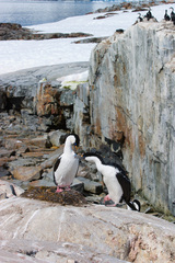Leucocarbo bransfieldensis