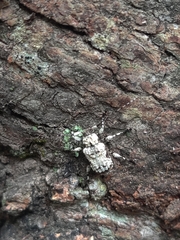 Leptostylus asperatus