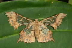 Krananda semihyalina