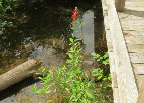 Cardinal Flower