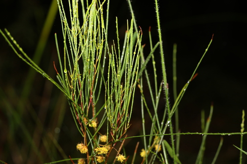 Image of Acacia juncifolia by (c) Greg Tasney, some rights reserved (CC BY-SA)