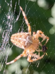 Araneus diadematus