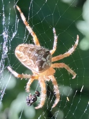 Araneus diadematus