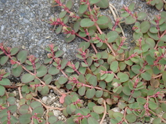 Euphorbia makinoi