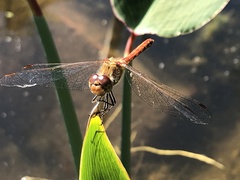 Sympetrum striolatum