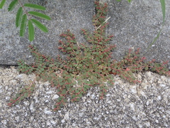 Euphorbia makinoi