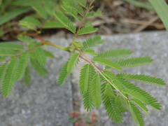 Fabaceae
