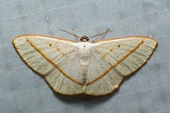 Lomographa luciferata