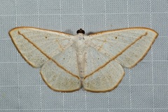 Lomographa luciferata