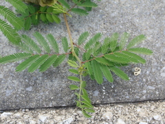 Fabaceae