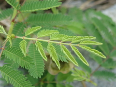 Fabaceae