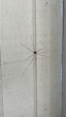 Dicranopalpus ramosus