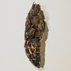 Pseudosphinx tetrio