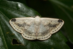 Lomographa sectinota