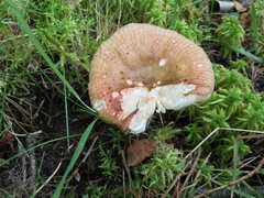 Russula nitida