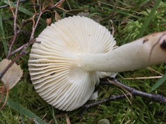 Russula nitida